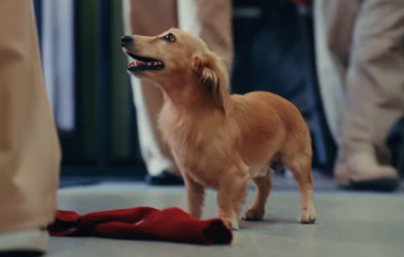 Лео - домашний питомец Шарля и его невесты, тоже снимался в ролике