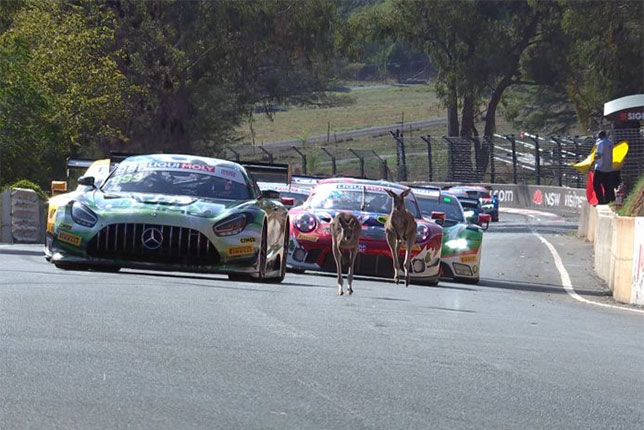 Кенгуру на трассе Mount Panorama, фото пресс-службы гонки