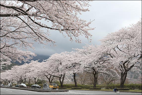 Цветёт Сакура